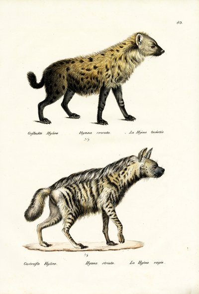 Fläckig hyena, 1824 av Karl Joseph Brodtmann