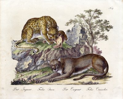 Jaguar och Cougar (tryck) av Karl Joseph Brodtmann