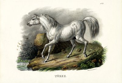 Turkisk häst, 1824 av Karl Joseph Brodtmann