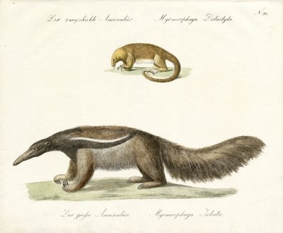  av Karl Joseph Brodtmann