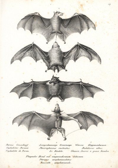 Västerländsk fruktfladdermus med nakenrygg, Dobsonia peronii 1, långtungad nektarfladdermus, Macroglossus minimus 2, nordlig spökfladdermus, Diclidurus albus 3 och Geoffroys rusett, Rousettus amplexicaudatus 4. Litografi av Karl Joseph Brodtmann från Heinr av Karl Joseph Brodtmann