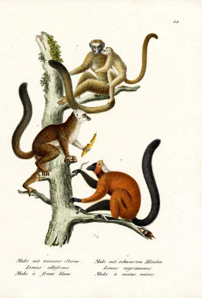 Vitfrontad lemur, 1824 av Karl Joseph Brodtmann