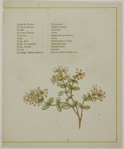 Valeriana genom Volkamenia, från Blommornas upplysta språk av Kate Greenaway