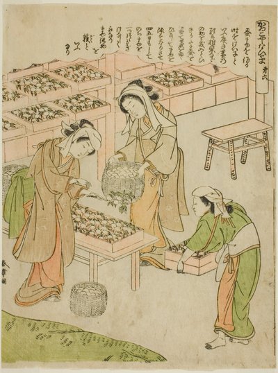 Tallrik 6 (Undersöka de nyligen spunna kokongerna), från serien "Kaiko Yashinai-gusa" av Katsukawa Shunsho