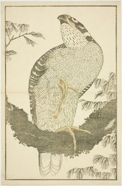 Hawk, från The Picture Book of Realistic Paintings of Hokusai (Hokusai shashin gafu) av Katsushika Hokusai