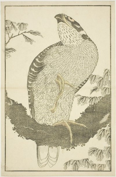 Hawk, från The Picture Book of Realistic Paintings of Hokusai (Hokusai shashin gafu) av Katsushika Hokusai