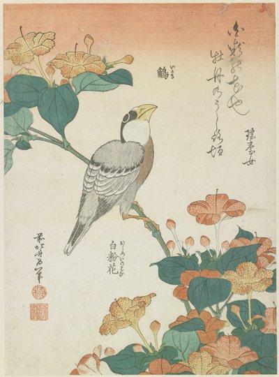 Japanska Grosbeak och Four-o