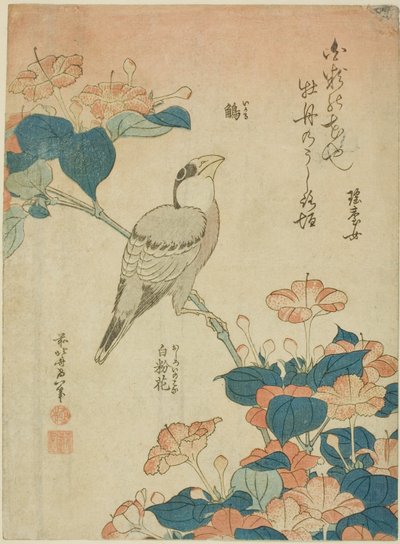 Japanese Grosbeak and Marvel of Peru (Ikaru, oshiroi no hana), från en namnlös serie av blommor och fåglar av Katsushika Hokusai
