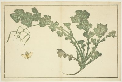 Geting- och kålrotsstjälk, från "The Picture Book of Realistic Paintings of Hokusai (Hokusai shashin gafu)" av Katsushika Hokusai