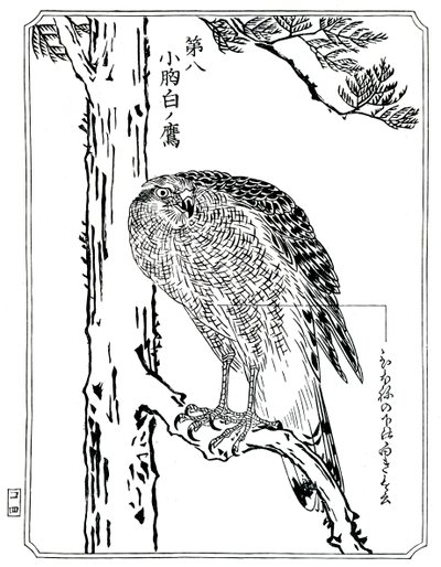 En hök, 1898. av Kawanabe Kyosai