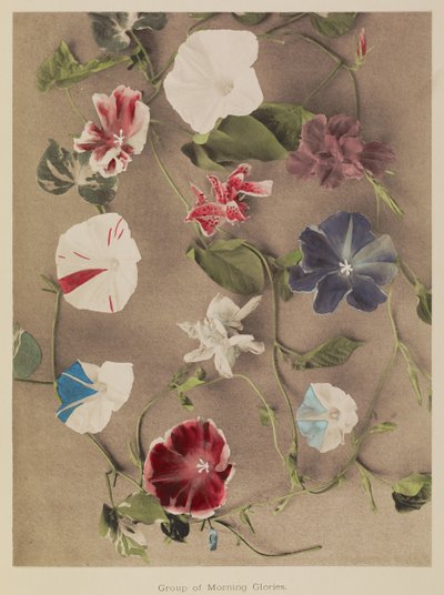 Grupp av Morning Glories av Kazumasa Ogawa
