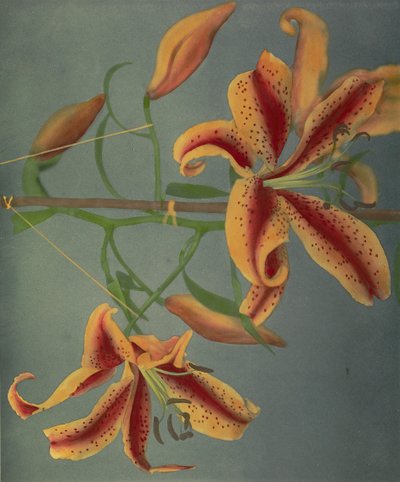 Lily, 1896 (handfärgad kollotyp) av Kazumasa Ogawa