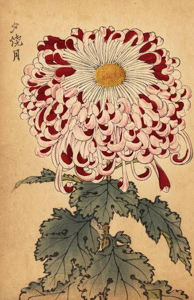 Hybrid crimson och vit sked krysantemum., 1893 (gravyr) av Keika Hasegawa