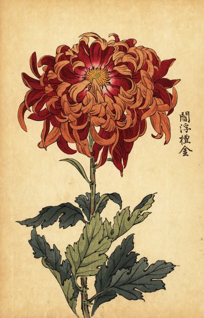 Hybrid orange och crimson krysantemum., 1893 (gravyr) av Keika Hasegawa