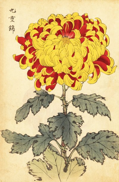 Hybrid scharlakansröd och gul krysantemum., 1893 (gravyr) av Keika Hasegawa