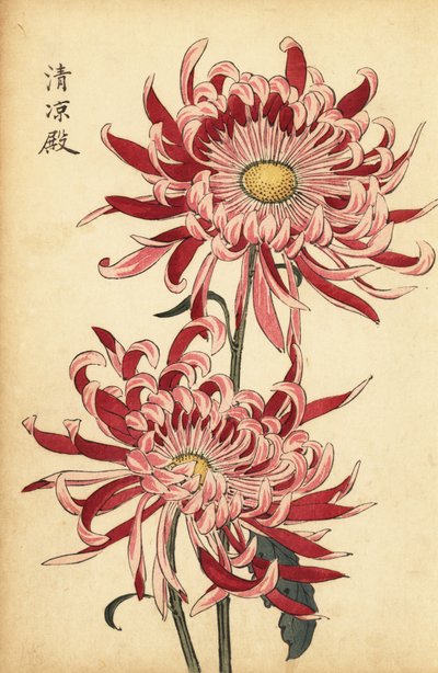 Hybrid brokig rosa och scharlakansröd spindelkrysantemum., 1893 (gravyr) av Keika Hasegawa