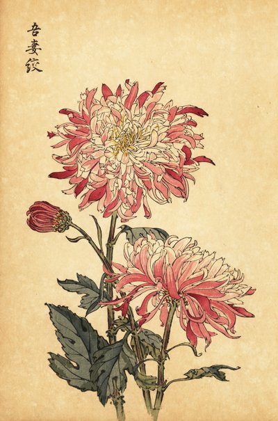 Hybrid brokig vit och rosa krysantemum., 1893 (gravyr) av Keika Hasegawa