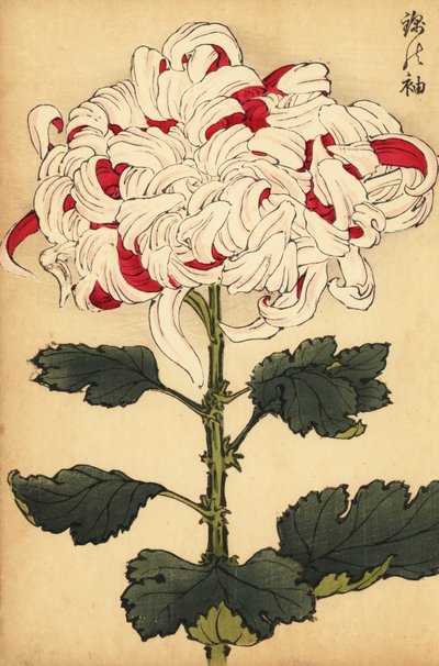 Hybrid vit och scharlakansröd krysantemum., 1893 (gravyr) av Keika Hasegawa