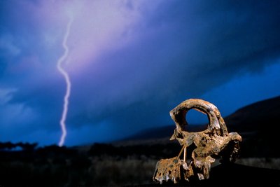 DOH; De första stegen, brutet kranium, STW 847, blixtnedslag, High veld, Swartkrans, Sydafrika, 2008 (foto) av Kenneth Garrett