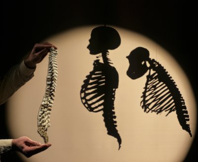 DOH, De första stegen, Rekonstruktion av ryggraden, Bruce Latimer, Cleveland Museum of Natura... av Kenneth Garrett