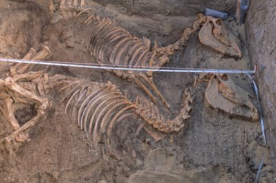 Utgrävning av resterna av tio åsnor intill en kunglig begravningsplats, Abydos, 2005 (foto) av Kenneth Garrett