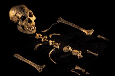 Två meter långt kompositskelett från individer som hittades i Dmanisi, Dman..., 2008 (foto) av Kenneth Garrett