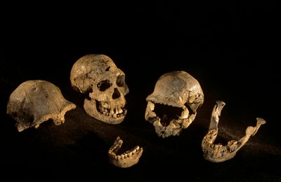 Kranier och underkäkar från Dmanisi, Dmanisi, Georgien Homo Erectus-fyndplats av Kenneth Garrett