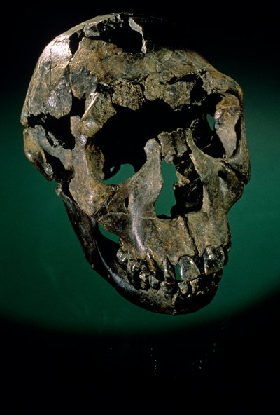 Turkana Boy, Kenya, West Turkana, Lake Turkana, KNMER-WT15000, H. erectus, Nariokotome..., 2008 (foto) av Kenneth Garrett