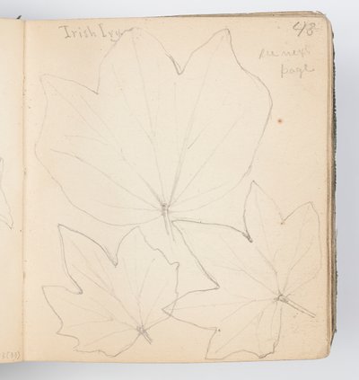 Skissboksida: Irish Ivy Leaves av Kenyon Cox