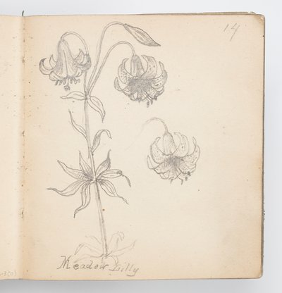 Skissboksida: Meadow Lily av Kenyon Cox