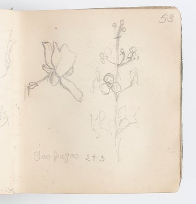 Skissboksida: Sketch of Flower av Kenyon Cox