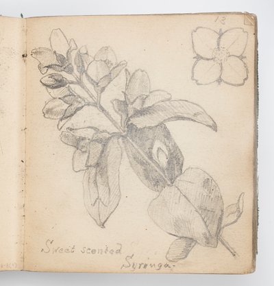 Skissboksida: Sweet Scented Syringa av Kenyon Cox