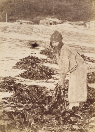 Ainu kvinna som skördar tång, ca 1900 (albumin silvertryck) av Kenzô Tamoto