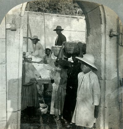 Cocoa Fresh from the Pods, Dominica, B.W.I., 1893. av Keystone View Company