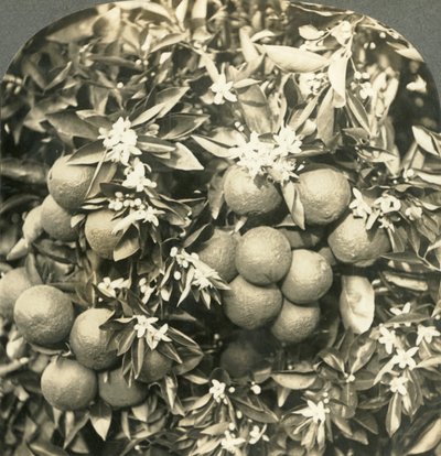 Apelsinblommor och mogna apelsiner som växer på samma träd, Kalifornien, c1900. av Keystone View Company