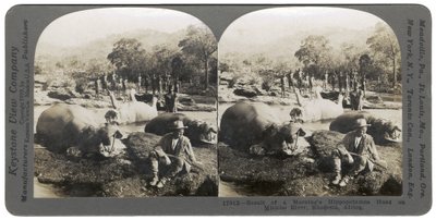 Resultatet av en morgons flodhästjakt vid Mlembo River, Rhodesia, Afrika, 1910 av Keystone View Company