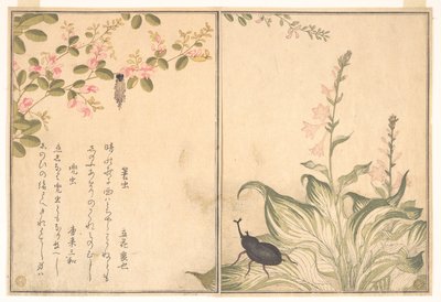 Säckspinnarlarv (Minomushi); noshörningsbagge (Kabutomushi), ur Bilderboken om krypande varelser (Ehon mushi erami) av Kitagawa Utamaro