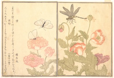 Fjäril (Chō); Trollslända (Kagerō eller Tonbo), ur Bilderboken om krypande varelser (Ehon mushi erami) av Kitagawa Utamaro