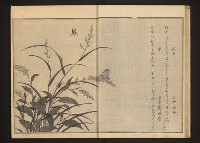 Cricket och eldflugor på polygonum och redan av Kitagawa Utamaro
