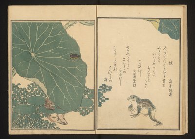 Grodor och guldkryp nära lotusblomma av Kitagawa Utamaro