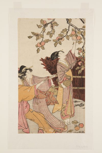 Samla persimmons (trätryck i färg) av Kitagawa Utamaro