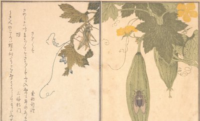 G Rasshoppe r Gräshoppa, Shikada Cicada. . . , 1788. av Kitagawa Utamaro