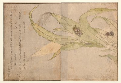 Higurashi och spindel, 1788 (träblock) av Kitagawa Utamaro