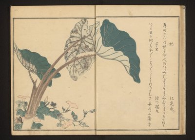 Hästfluga på bindweed och larv på taroväxt av Kitagawa Utamaro