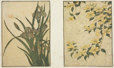 Kerria och Iris, från den illustrerade boken "Picture Book: Flowers of the Four Seasons (Ehon shiki no hana)," vol. 1 av Kitagawa Utamaro