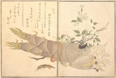 Mole Cricket Kera, Earwig, Hasami-mushi..., 1788. av Kitagawa Utamaro