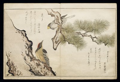 P.332-1946 Vol.1 f.3 Hawfinch and a Woodpecker, från albumet "Birds compared in Humorous Songs", 1791 (färgsnitt) av Kitagawa Utamaro