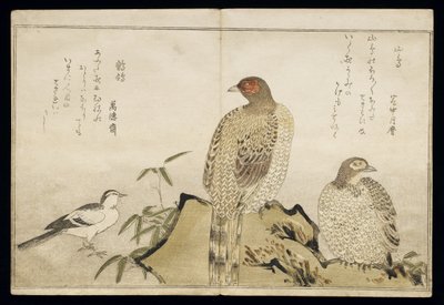P.332-1946 Vol.2 f.3 Two Copper Pheasants and a Wagtail, från ett album 