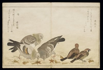 P.332-1946 Vol.2 f.5 Three Pigeons and two Finches, från ett album 