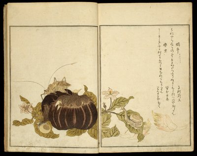 Bilderbok: Utvalda insekter (Ehon mushi erabi) av Kitagawa Utamaro